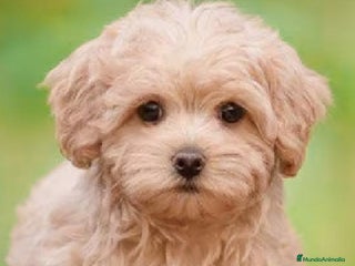 Caniche Toy perros - Anuncio 18