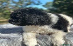 Perro de Agua Español perros en venta: Perro de aguas español - Imagen 4