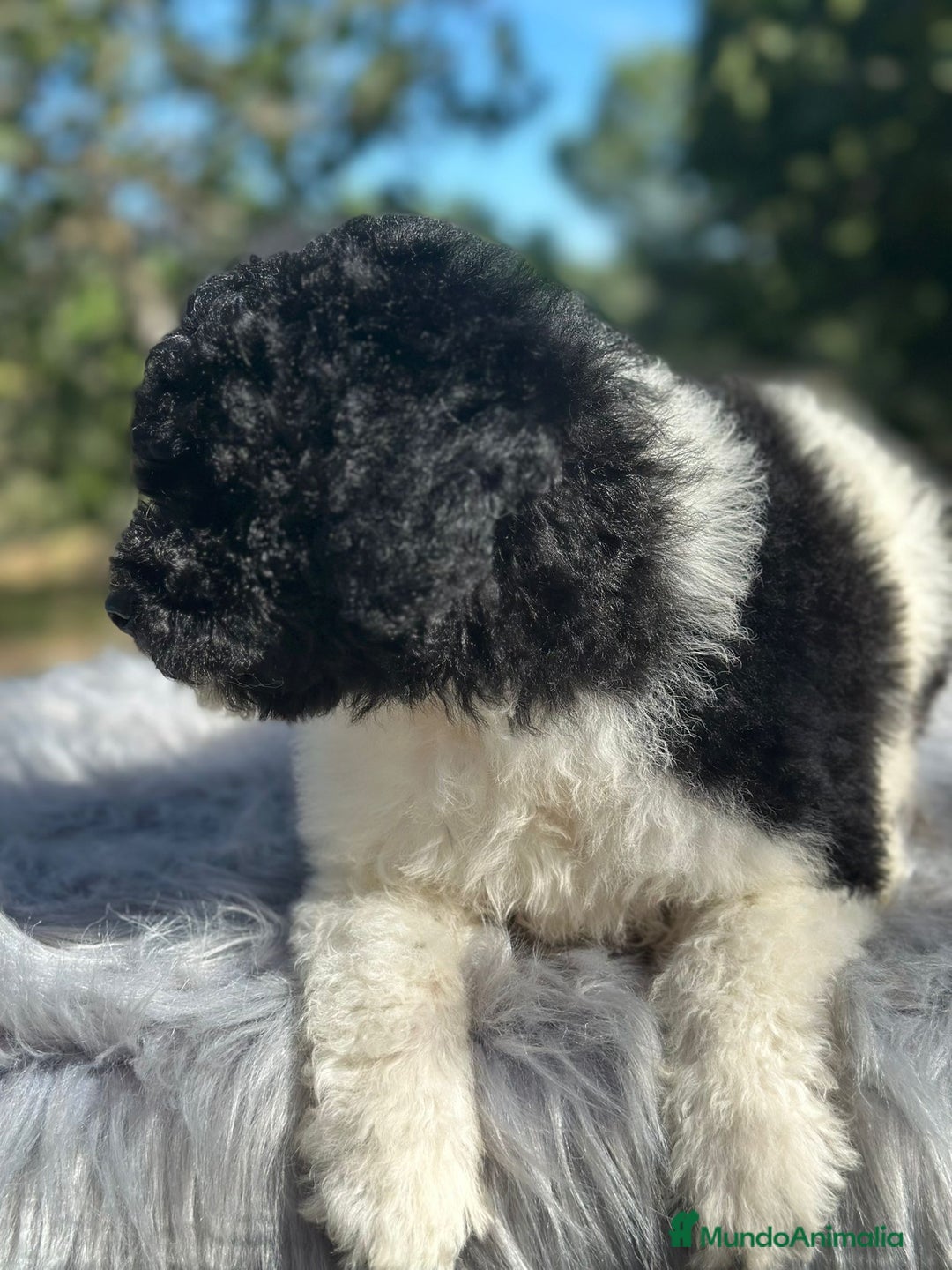Perro de Agua Español perros en venta: Perro de aguas español - Imagen 4