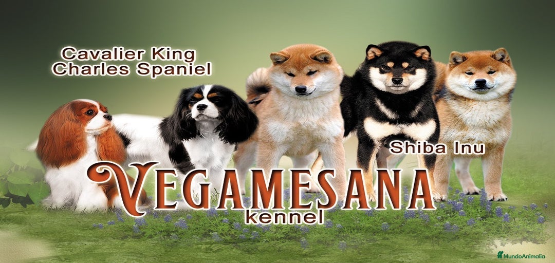 Imagen de galería {{count}}