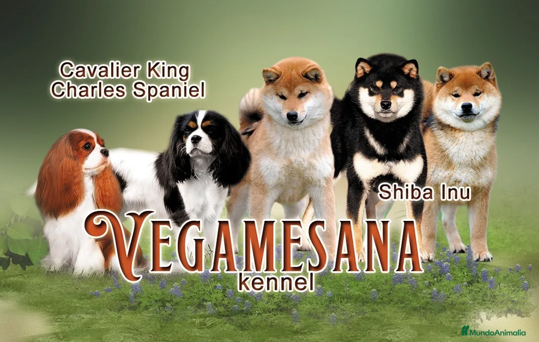 Imagen de galería {{count}}