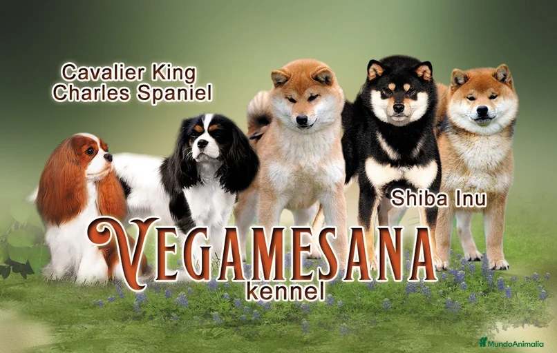 Imagen de galería {{count}}