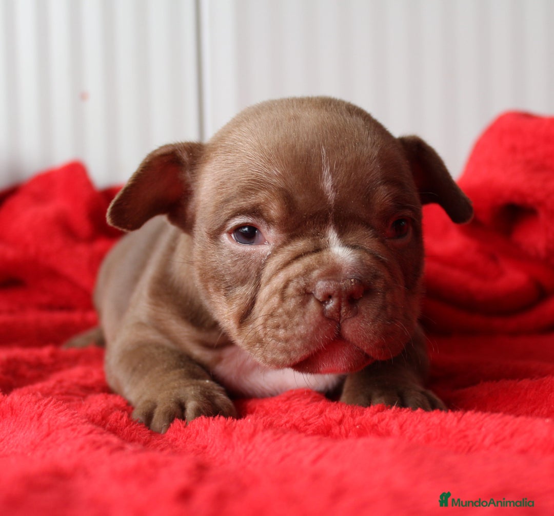 American Bully perros en venta: American bully micro - Anuncio 3