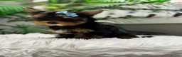Yorkshire Terrier perros en venta: YORKSHIRE TERRIER  - Anuncio 17
