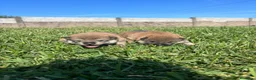 Shiba Inu perros en venta: SINA INU EN PONTEVEDRA - Anuncio 3