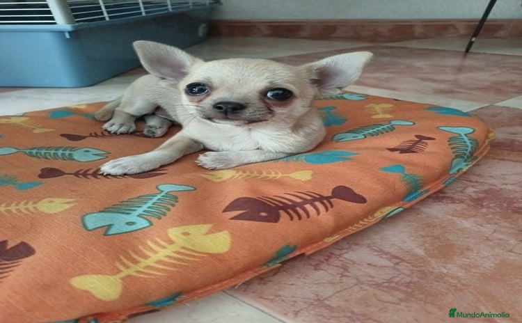 Chihuahua perros - Anuncio 1