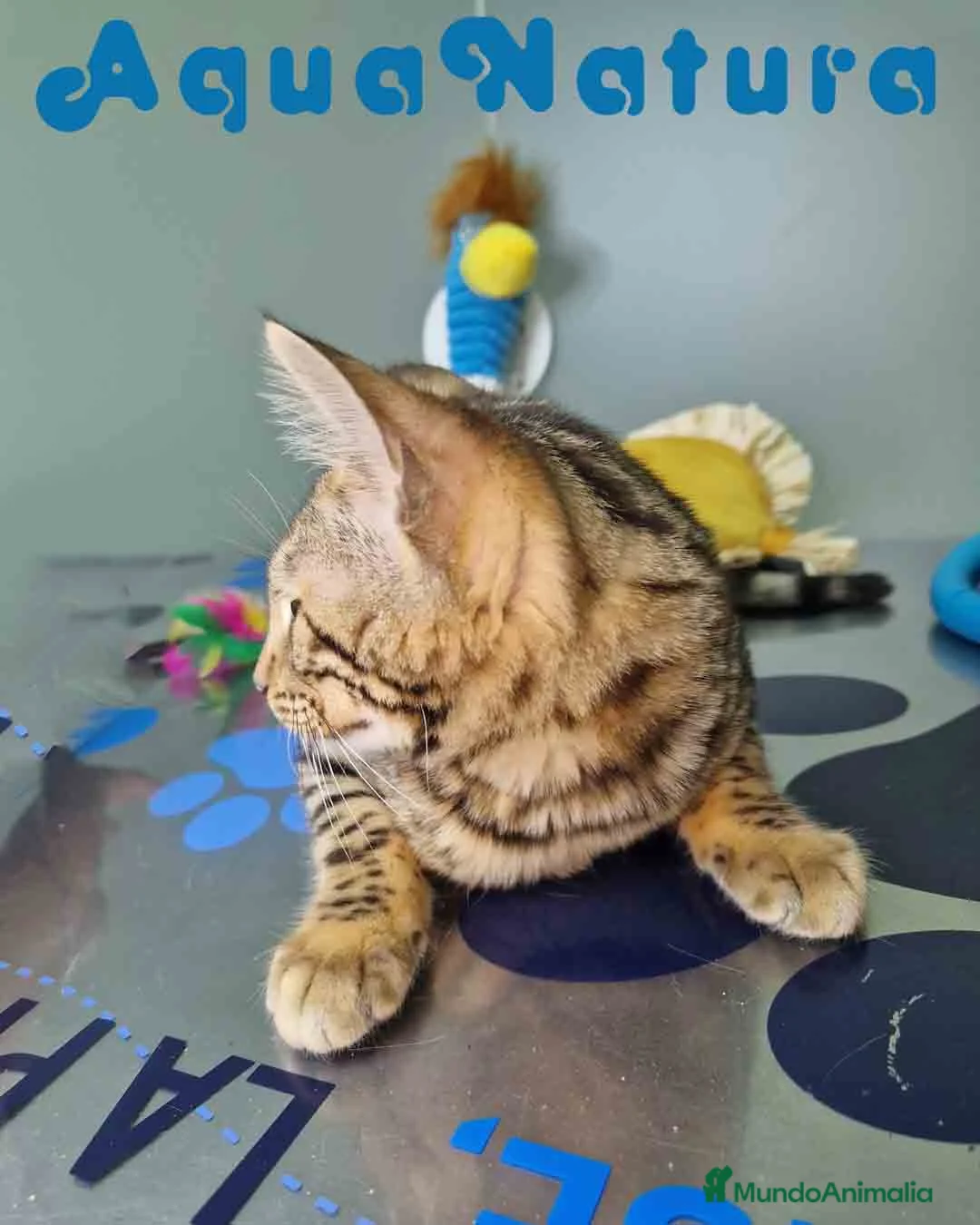 Bengalí gatos en venta: Bengali Hembra 1933 AQUANATURA - Anuncio 7