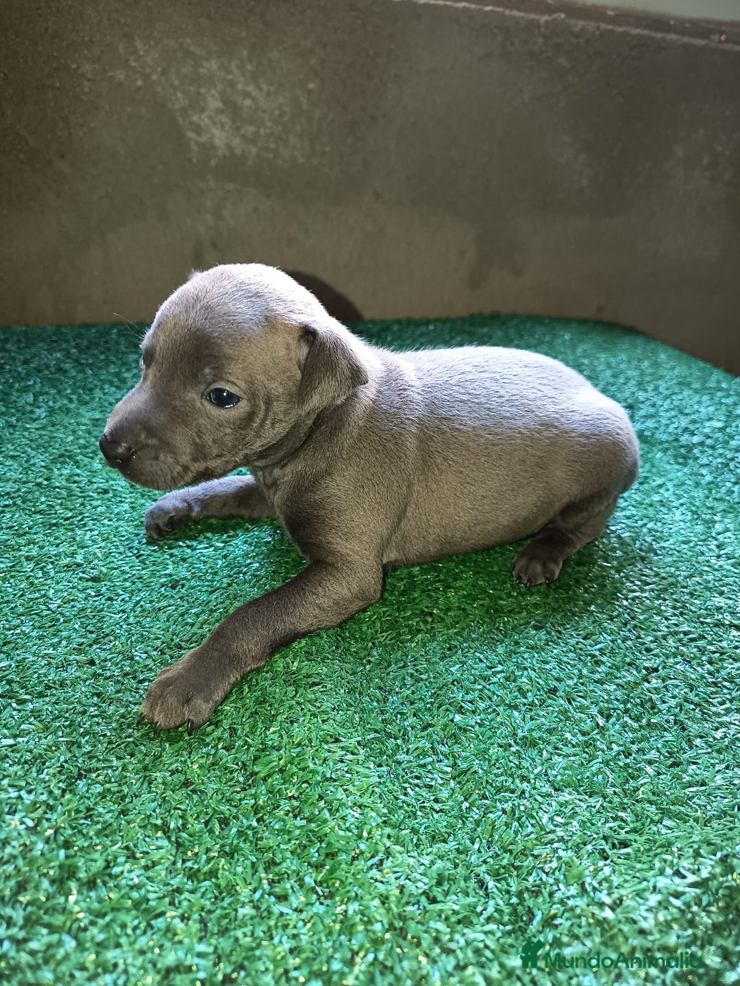 Pequeño Lebrel Italiano perros en venta: Pícolo  - Anuncio 6