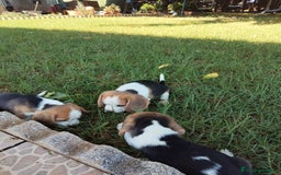 Beagle perros en venta: Preciosa camada de Beagle  - Imagen 12