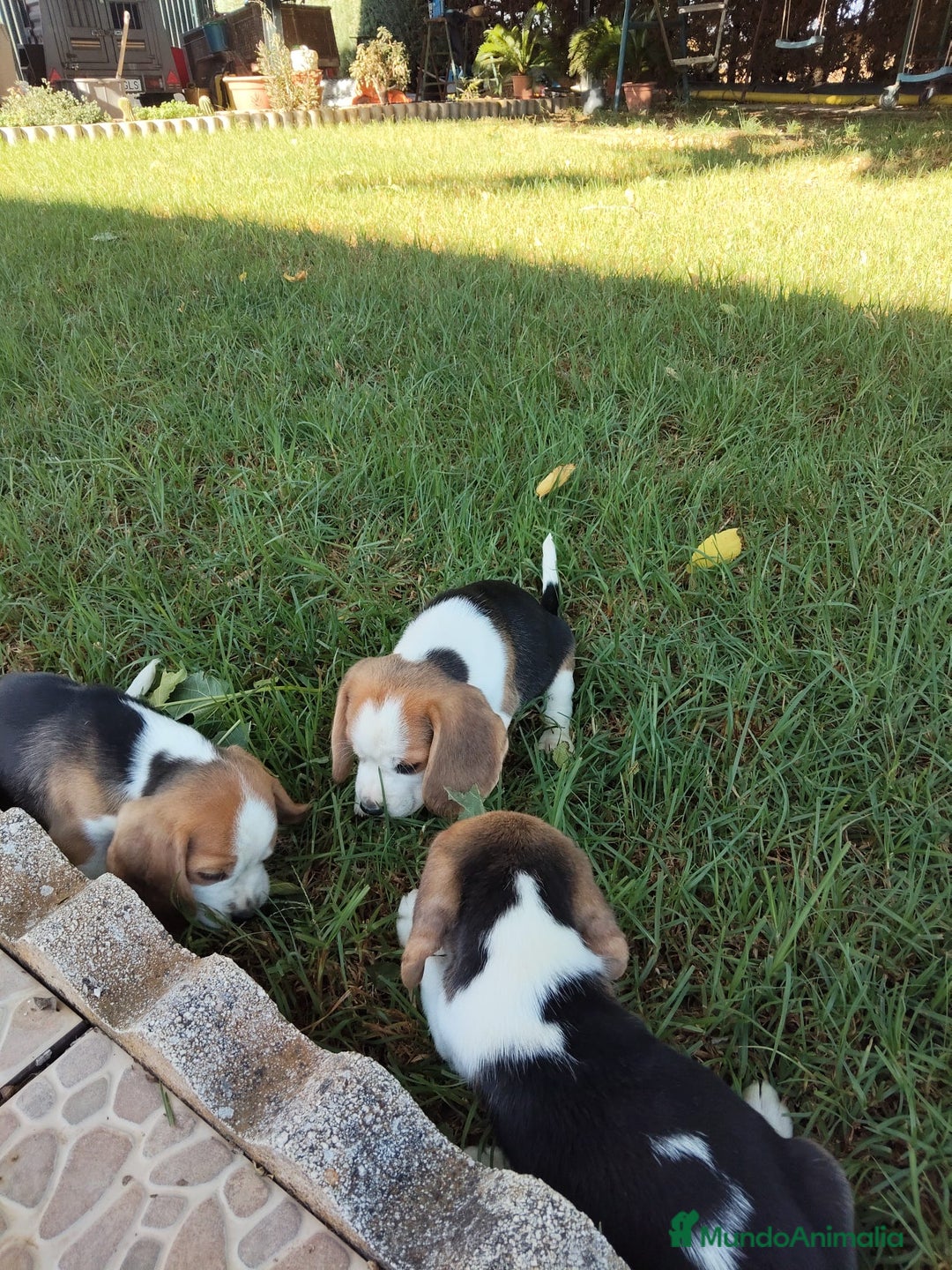 Beagle perros en venta: Preciosa camada de Beagle  - Imagen 12