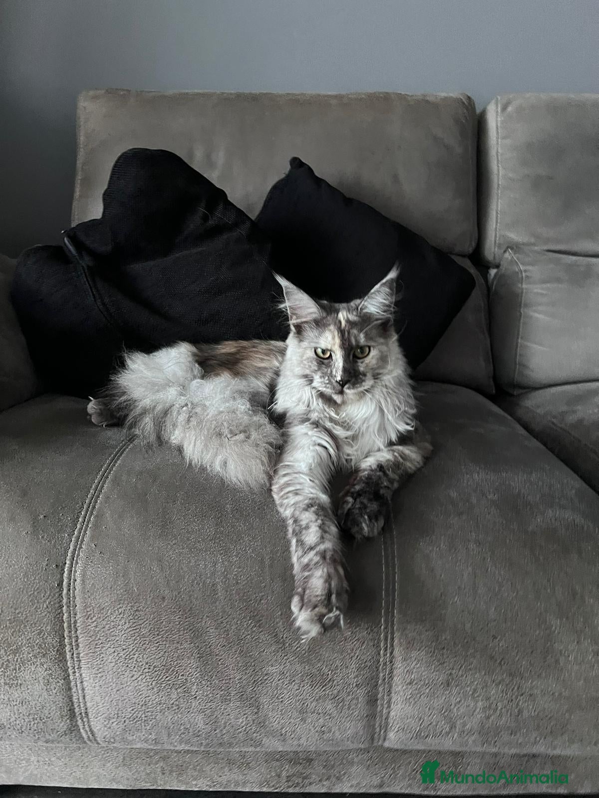 Maine Coon gatos en venta: Macho Maine Coon Black Smoke  - Anuncio 2