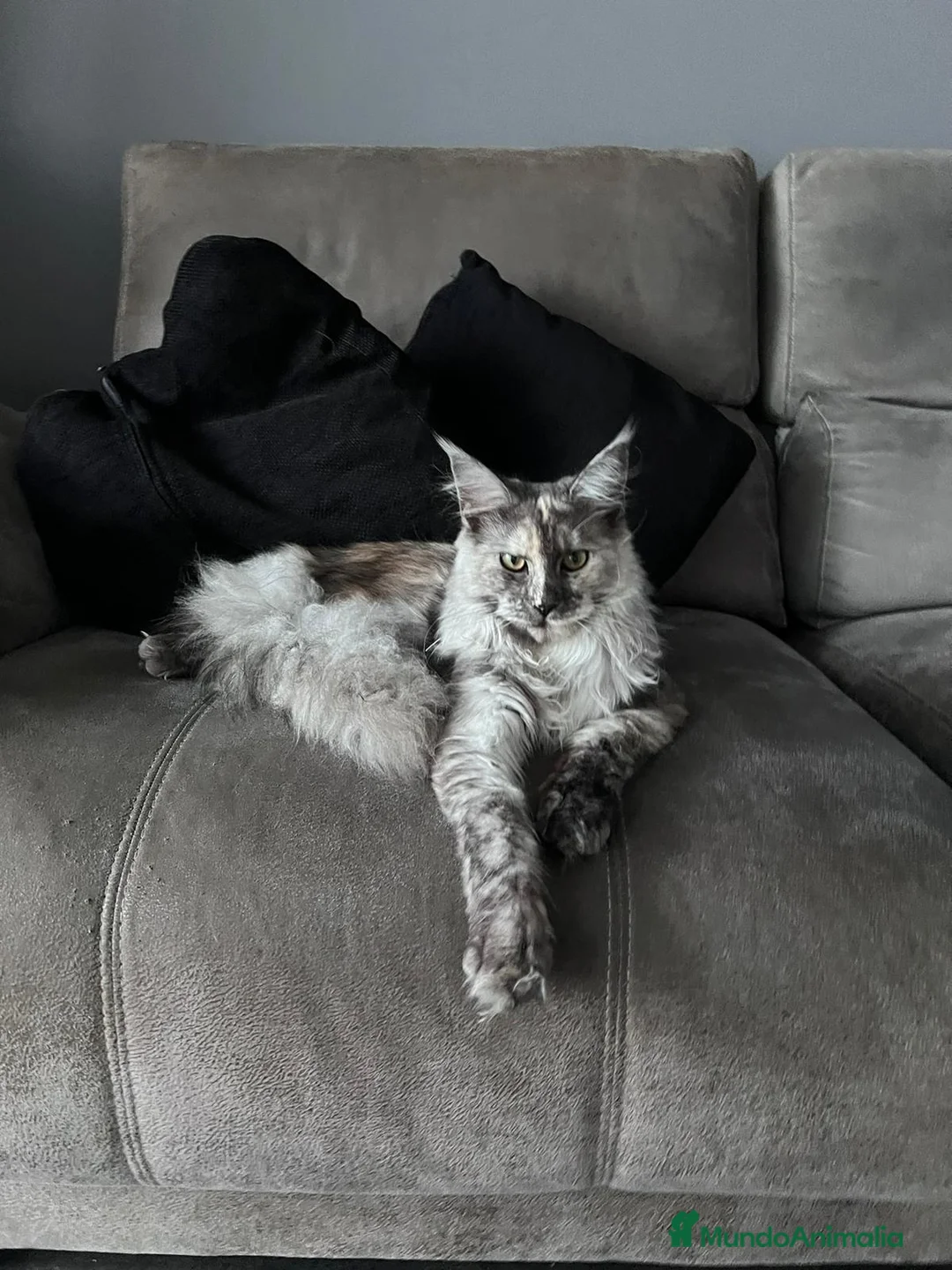 Maine Coon gatos en venta: Macho Maine Coon Black Smoke  - Anuncio 1