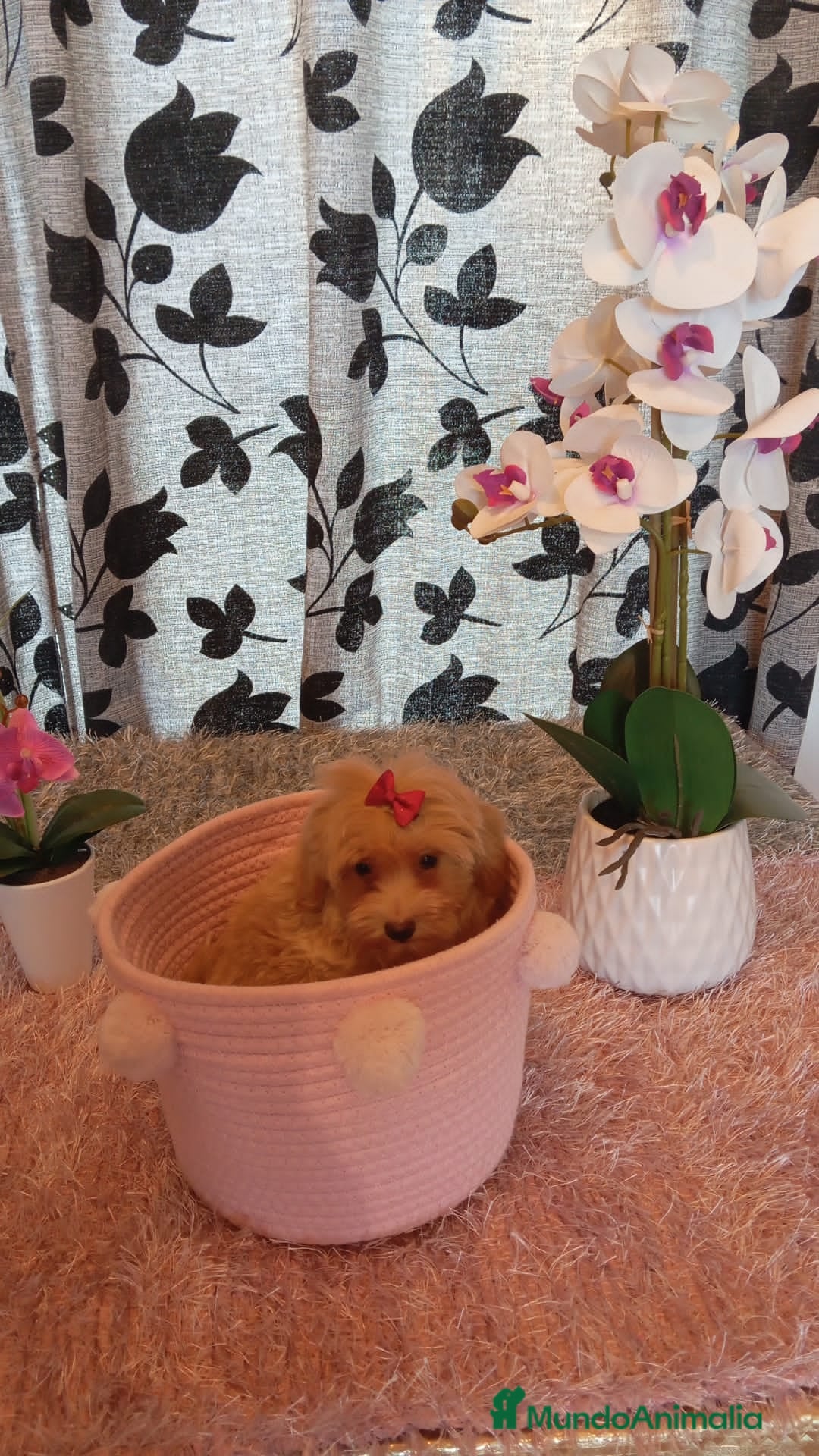 Maltipoo perros en venta: Maltipoo  - Imagen 5