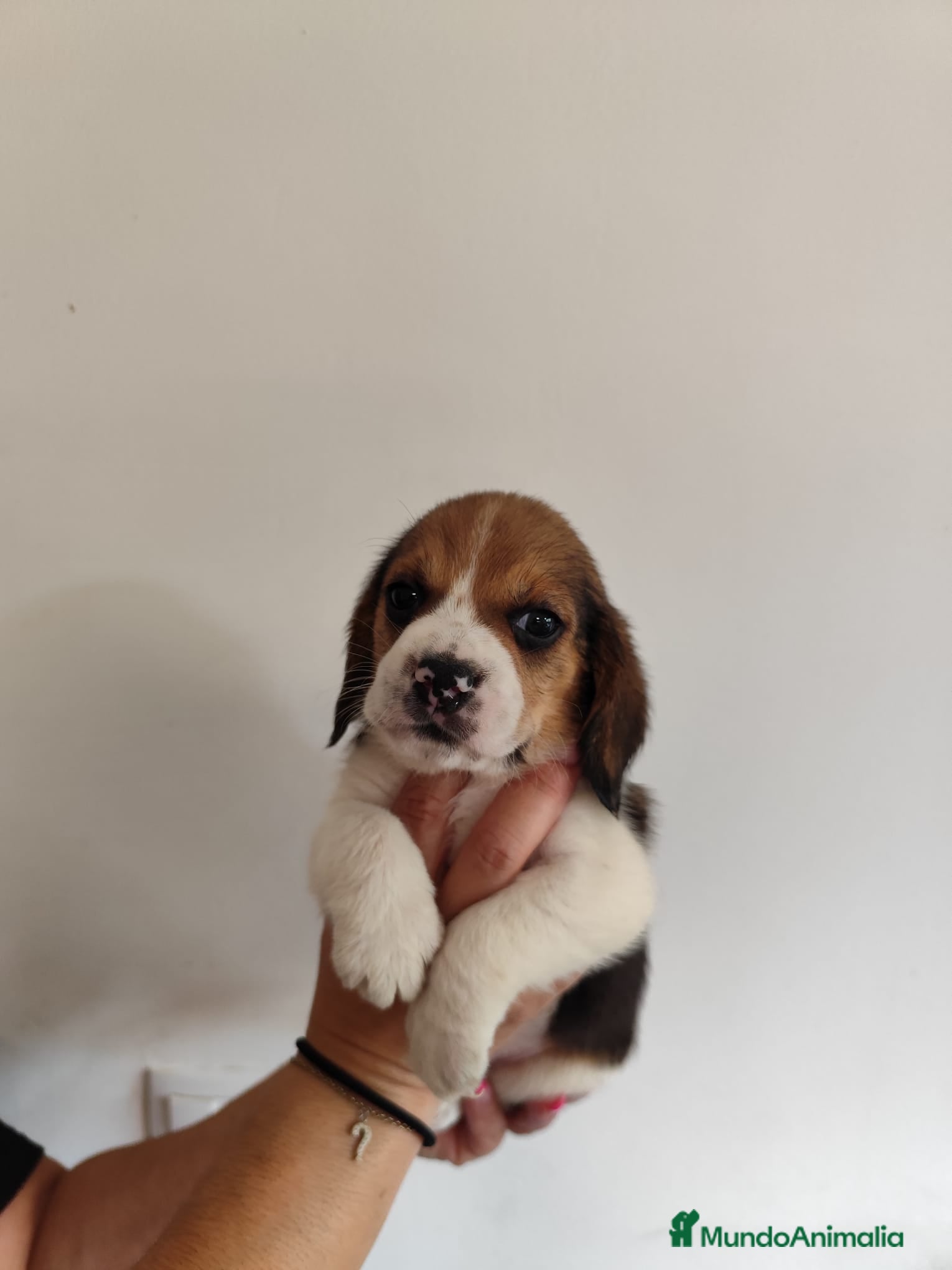 Beagle perros en venta: Beagle 641387649 - Anuncio 1