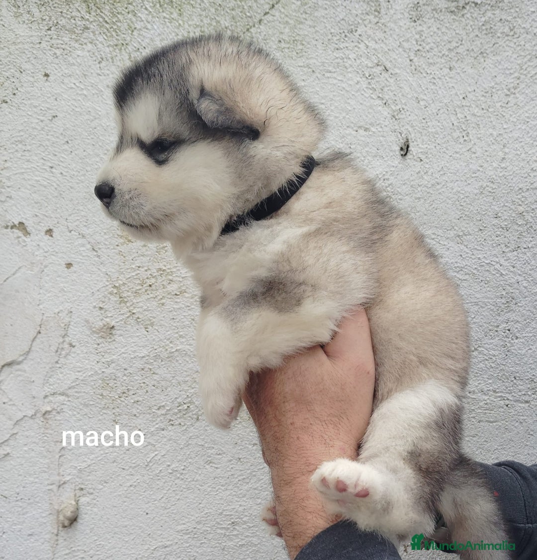 Alaskan Malamute perros en venta: ALASKAN MALAMUTE  - Anuncio 2