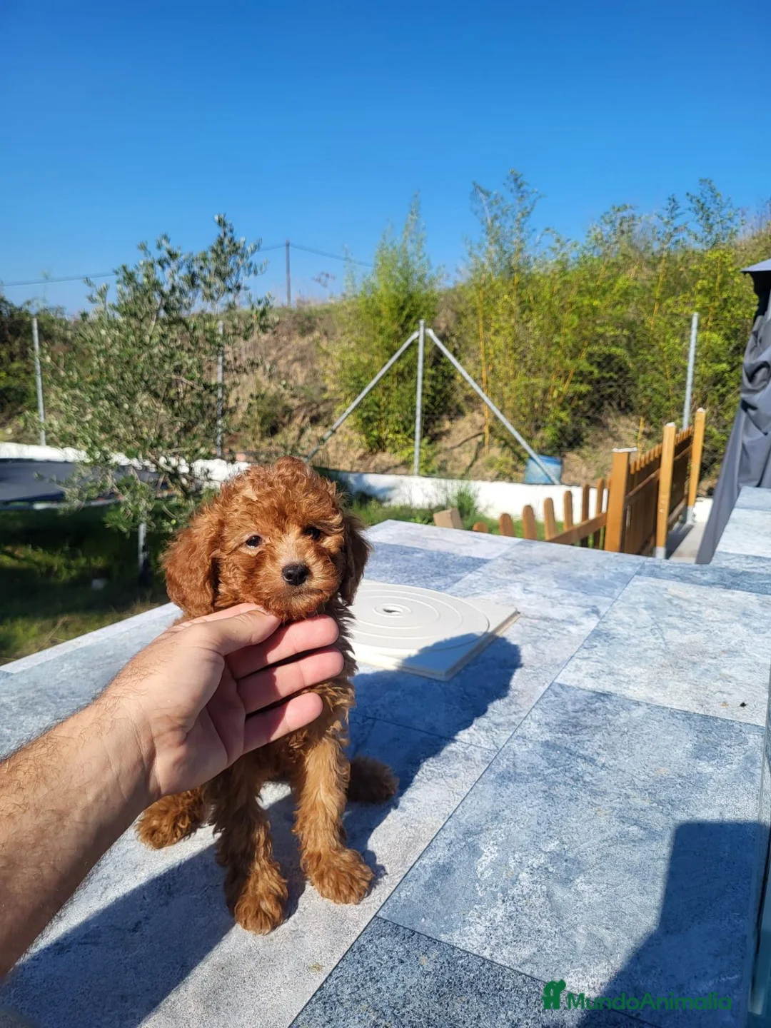 Caniche Enano perros en venta: CANICHE ENANO - Anuncio 2
