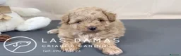 Pomapoo perros en venta: Pomapoo disponibles - Anuncio 4