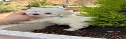 Bichón Maltés perros en venta: Bichon Mates !!! - Anuncio 4