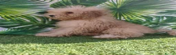 Caniche Toy perros en venta: Oportunidad  en Madrid - Anuncio 1