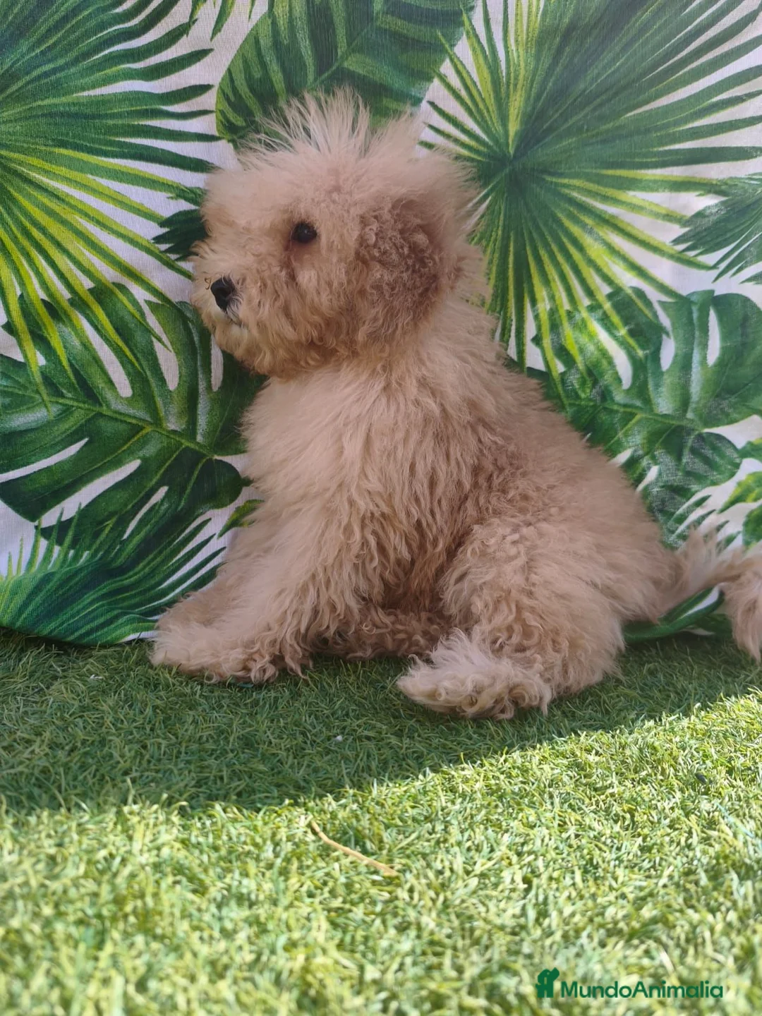Caniche Toy perros en venta: Oportunidad  en Madrid - Anuncio 1