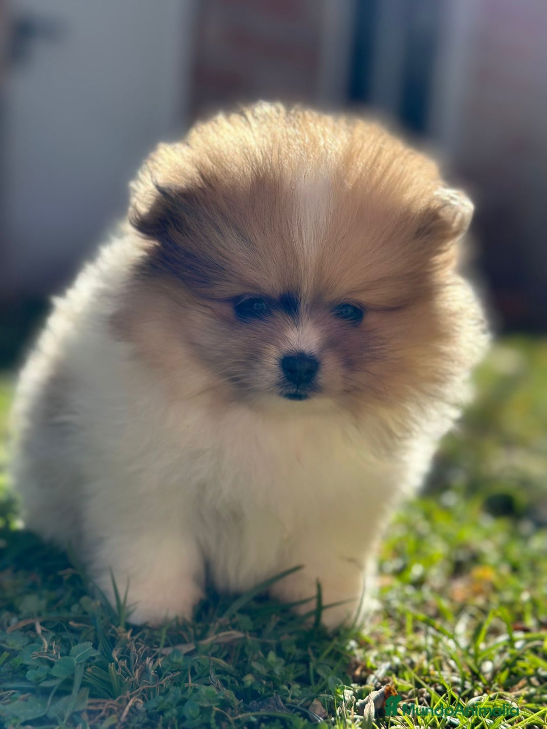 Pomerania perros en venta: Pomerania Partycolor Toy  - Anuncio 6