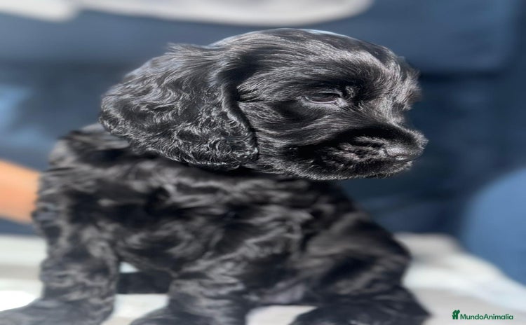 Cocker Spaniel Americano perros - Anuncio 4