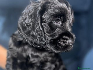 Cocker Spaniel Americano perros - Anuncio 4