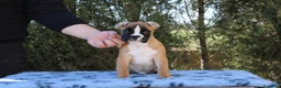 Boxer perros en venta: MACHO BOXER DORADO  - Anuncio 6