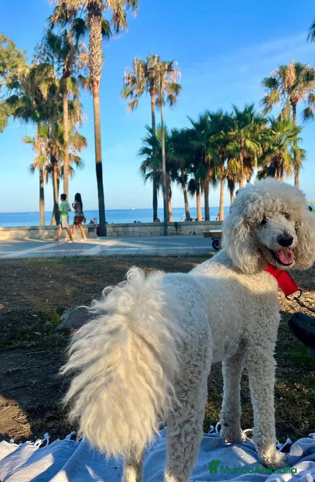 Caniche Gigante perros en venta: CANICHE GIGANTE BICOLOR - Anuncio 2