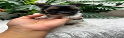 Yorkshire Terrier perros en venta: YORKSHIRE BIEWER - Anuncio 10