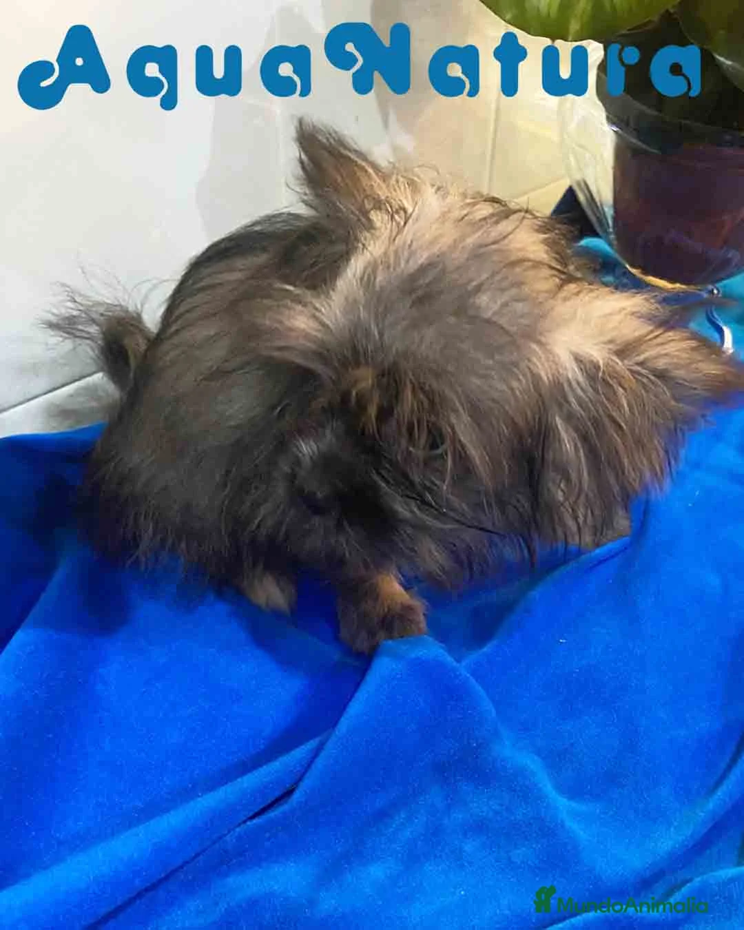 Raza Mixta perros en venta: Havapom Macho de Kyi Junior 4564 AQUANATURA - Anuncio 7