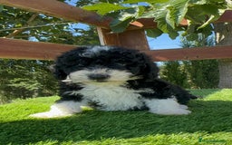 Perro de Agua Español perros en venta: PERRO DE AGUA MACHO - Imagen 5