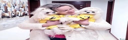 Bichón Maltés perros en venta: Bichón Maltés Cachorros Coreanos mini toy - Anuncio 3