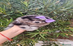 Pomerania perros en venta: Precioso machito Merle 💝 - Imagen 4