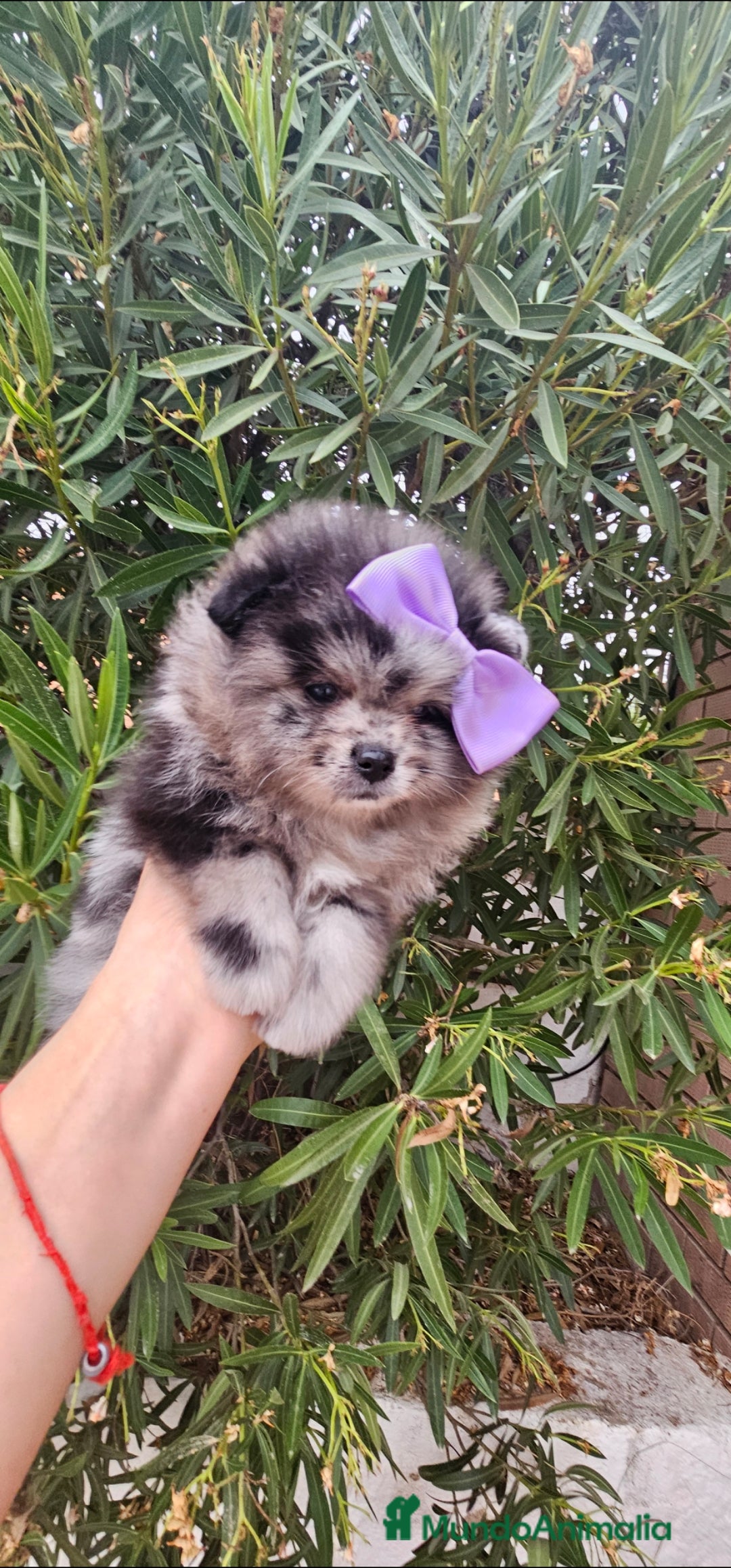 Pomerania perros en venta: Precioso machito Merle 💝 - Imagen 4