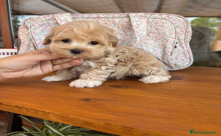 Maltipoo perros - Anuncio 3