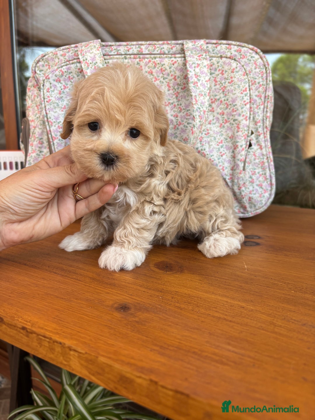 Maltipoo perros en venta: Maltipoo muy guapos !!!! - Imagen 1