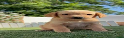 Labrador Retriever perros en venta: LABRADOR RETRIEVER  - Anuncio 6