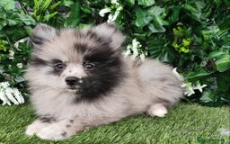 Pomsky perros en venta: Pomsky  - Anuncio 4