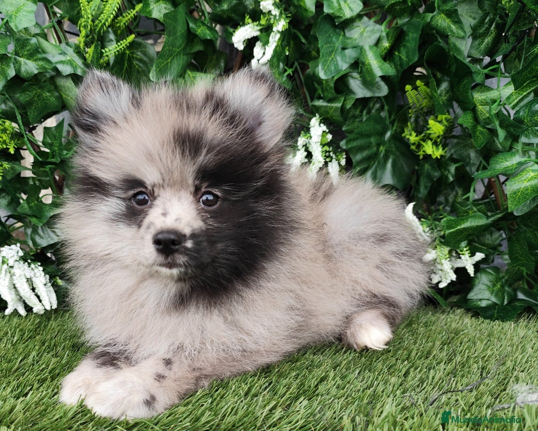 Pomsky perros en venta: Pomsky  - Anuncio 4