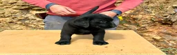 Labrador Retriever perros en venta: CACHORRA NEGRA LABRADOR RETRIEVER - Anuncio 2