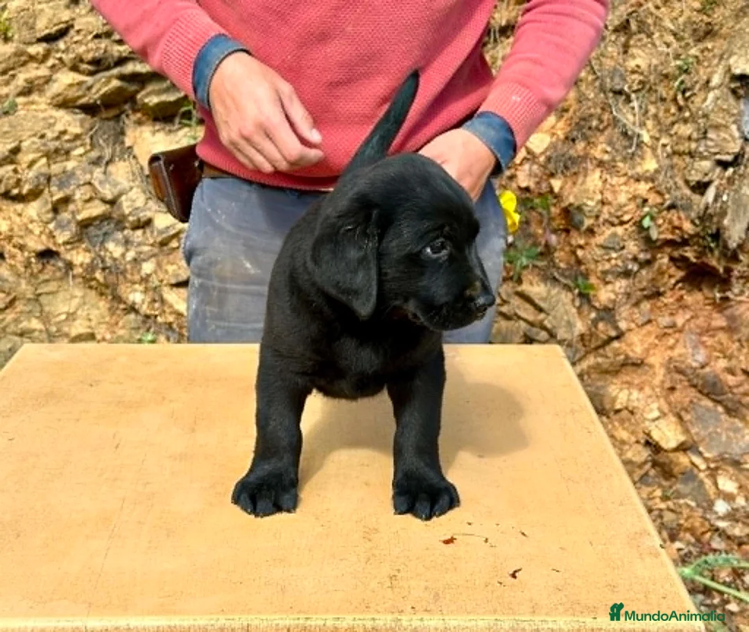 Labrador Retriever perros en venta: CACHORRA NEGRA LABRADOR RETRIEVER - Anuncio 2