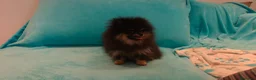 Pomerania perros en venta: ESPECTACULAR HEMBRITA DE SUPER POMY TOY - Anuncio 3