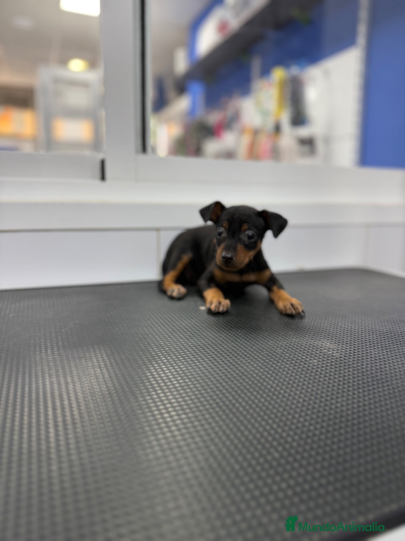 Pinscher Miniatura perros Cachorros Mini Pinscher 500€ ¡PRECIO REAL! - Anuncio 1
