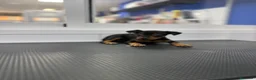 Pinscher Miniatura perros en venta: Cachorros Mini Pinscher 500€ ¡PRECIO REAL! - Anuncio 1