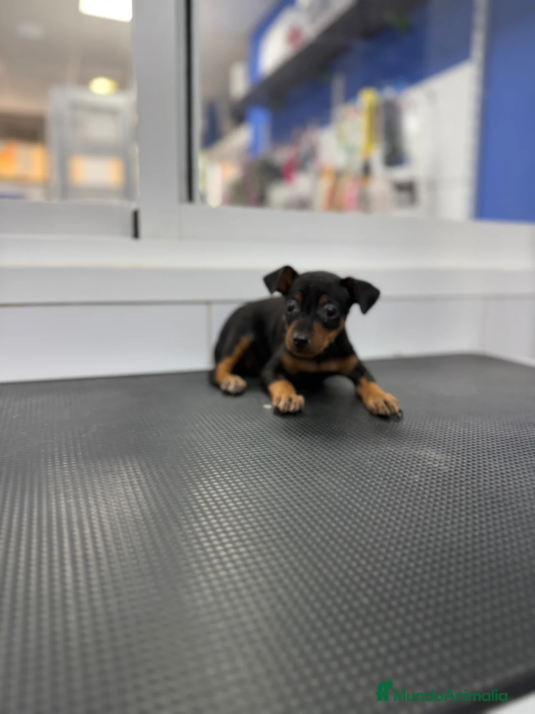 Pinscher Miniatura perros en venta: Cachorros Mini Pinscher 500€ ¡PRECIO REAL! - Anuncio 1