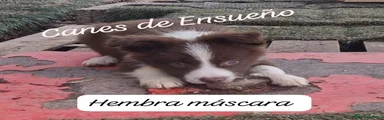 Border Collie Cachorro 1