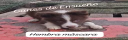 Border Collie perros en venta: Border collie hembras chocolates - Anuncio 2