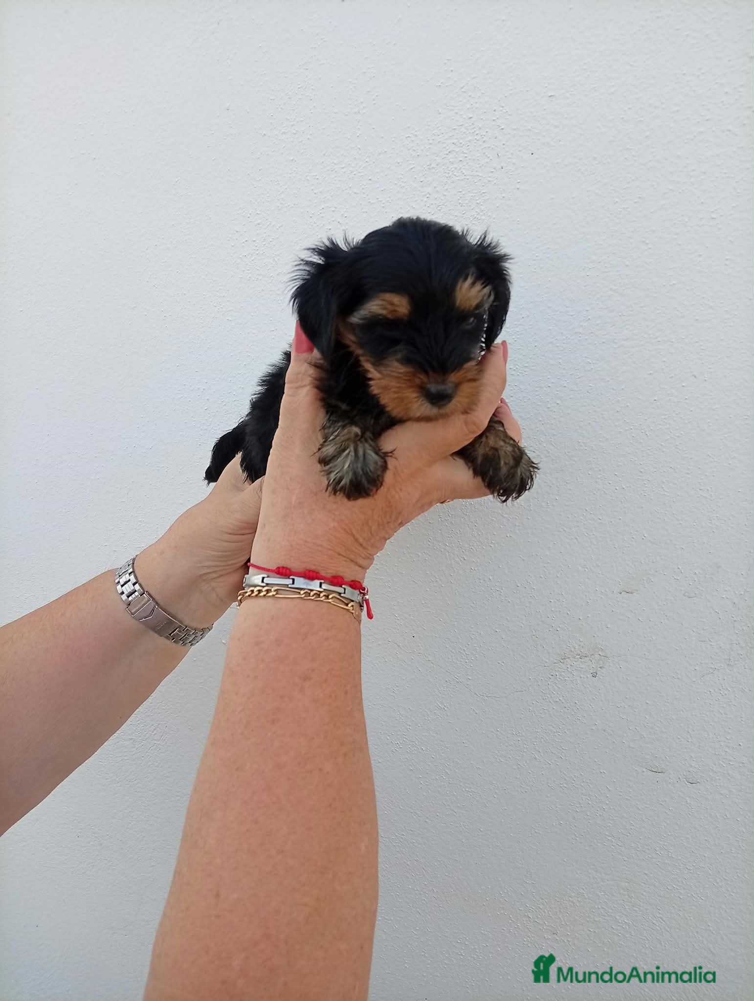 Yorkshire Terrier perros Yorkshire toy - Anuncio 2