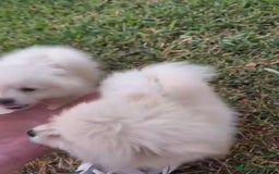 Pomerania perros en venta: Lulu pomerania toy - Imagen 1